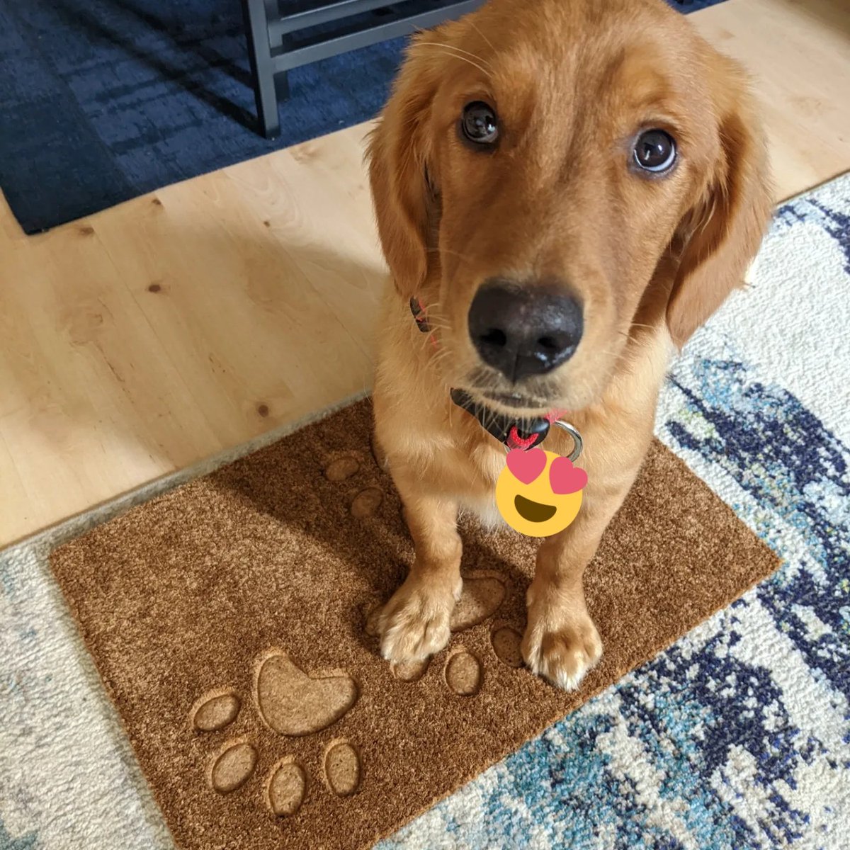 Dr Sophie Meredith tweet media