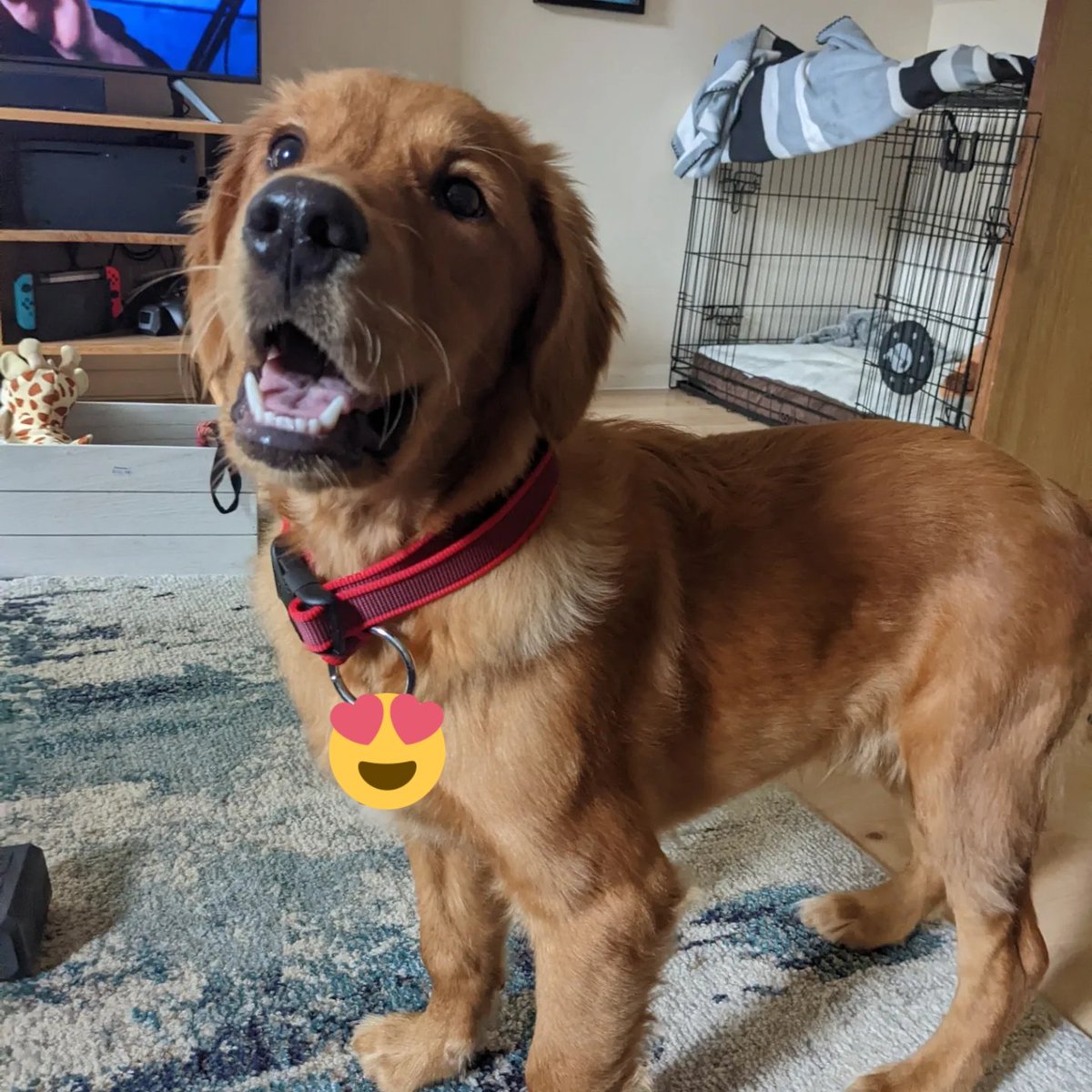 Dr Sophie Meredith tweet media