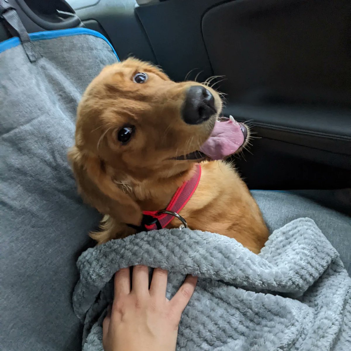 Dr Sophie Meredith tweet media