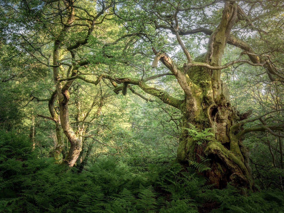 markprice0811's tweet photo. Buried somewhere deep in a local woodland you can find this old oak…

#oak @B_Ubiquitous @OutdoorPhotoMag @FUJIFILM_UK #woodland #yorkshire #tree #summer https://t.co/BXOk4IqEIb