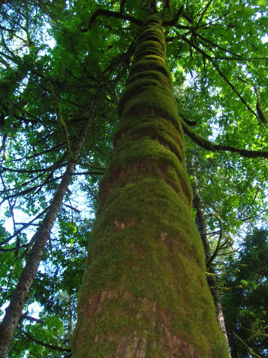 Waving from #beautifulBC🇨🇦

#TRLT chat ‘Memorable Accomodations’ happening now…

<a href="/HHLifestyleTrav/">Hannah : HH Lifestyle Travel</a> <a href="/LindaPeters64/">Linda</a> <a href="/DoroLef/">Dorothée Lefering</a> <a href="/ararewoman/">Sabine</a> <a href="/TheTravelCamel/">Shane Dallas</a> <a href="/JLipowski/">Jessica Offenberger</a> <a href="/Roadstories/">Roadstories.ca</a> <a href="/lissysalt/">Lissy Mitchell</a> <a href="/MamaO_GO/">Mama O</a> <a href="/TravelAtWill/">LDH</a> <a href="/roadtrippingroy/">RoadtrippingRoy 💙🎸 🏴󠁧󠁢󠁳󠁣󠁴󠁿 🇫🇷 🇪🇺 🎼</a> <a href="/shreddel/">Sue Reddel</a> <a href="/japantravelbug/">japantravelbug</a> <a href="/DeerLodge__LL/">Deer Lodge</a>
