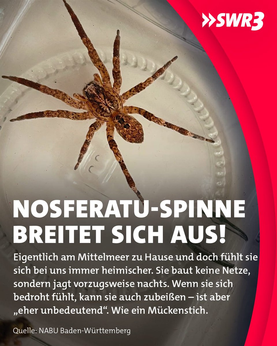 swr3's tweet photo. huaah 😱 direkt Gänsehaut bei diesem gruseligen ... Namen 😉😅 Willkommen in #SWR3Land: die #Nosferatu #Spinne. Sie ist ungefährlich, aber eben durch ihr „Fell" und die Größe (bis zu 8cm) doch recht, sagen wir mal, beeindruckend. Habt ihr sie auch schon bei euch gesehen? https://t.co/MRE4DfjtZg