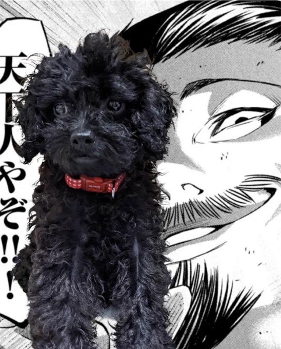 しごおわ
龍馬の新しい写真が届いたので宣伝コラでも作ろうとした結果クソミソ失敗したので寝ます おやすみなさいま世界 