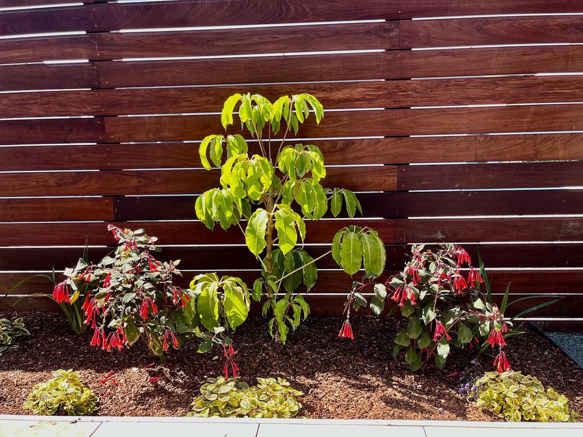 GreenGrowLS's tweet photo. When choosing plants for smaller spaces, it's important to know how they grow. We chose plants for our clients Pleasure Point home that won't out grow these spaces. They add just the right amount of color to soften the appearance of the hardscape &amp; creating warmth &amp; light.
• https://t.co/M6NsmTZ6Y9