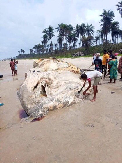 nigerdeltafest's tweet photo. Indigenes of Foropah community in Southern Ijaw LGA captured crediting themselves with a giant whale. According to myth, it is believed that such incidents are blessings answering hunger-strike. This is why partly all the festivals in Ijawland are rooted in thanksgiving. https://t.co/GBFcS7CHnX