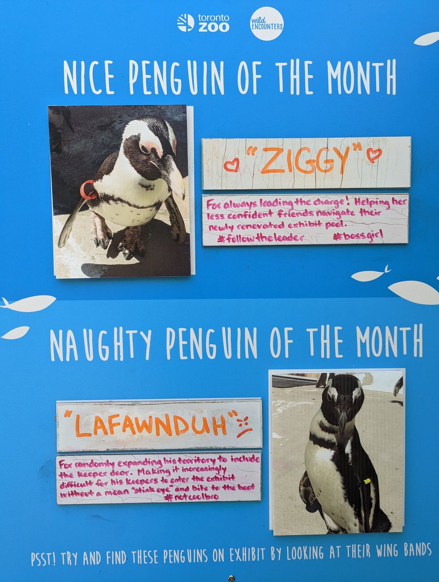 TheTorontoZoo's tweet photo. Presenting the Nice and Naughty Penguin of the Month: September 2022 Edition π§ #PenguinPerformanceReview https://t.co/e3r2KopcGl