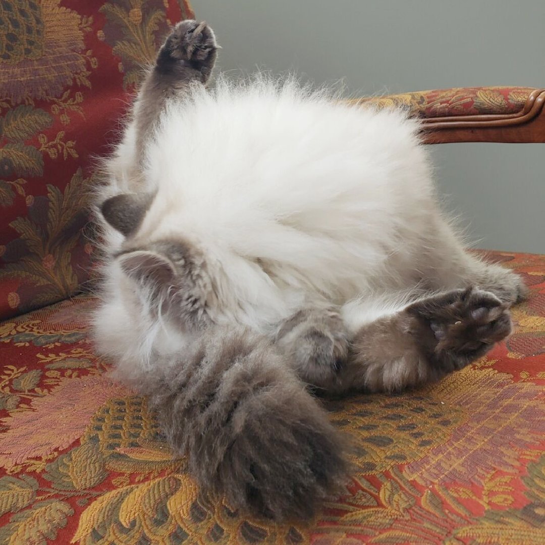 Fluffrnutter Persians Fluffy Persians Cattery (@CatteryFluffy) / Posts / X