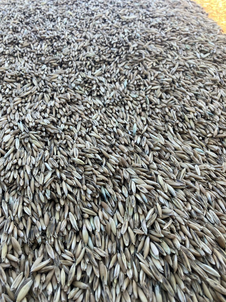 CDC SO-1 oats, aka super oats, aka brown oats. A feed oat with a more digestible hull and higher groat oil content. #highlydigestable