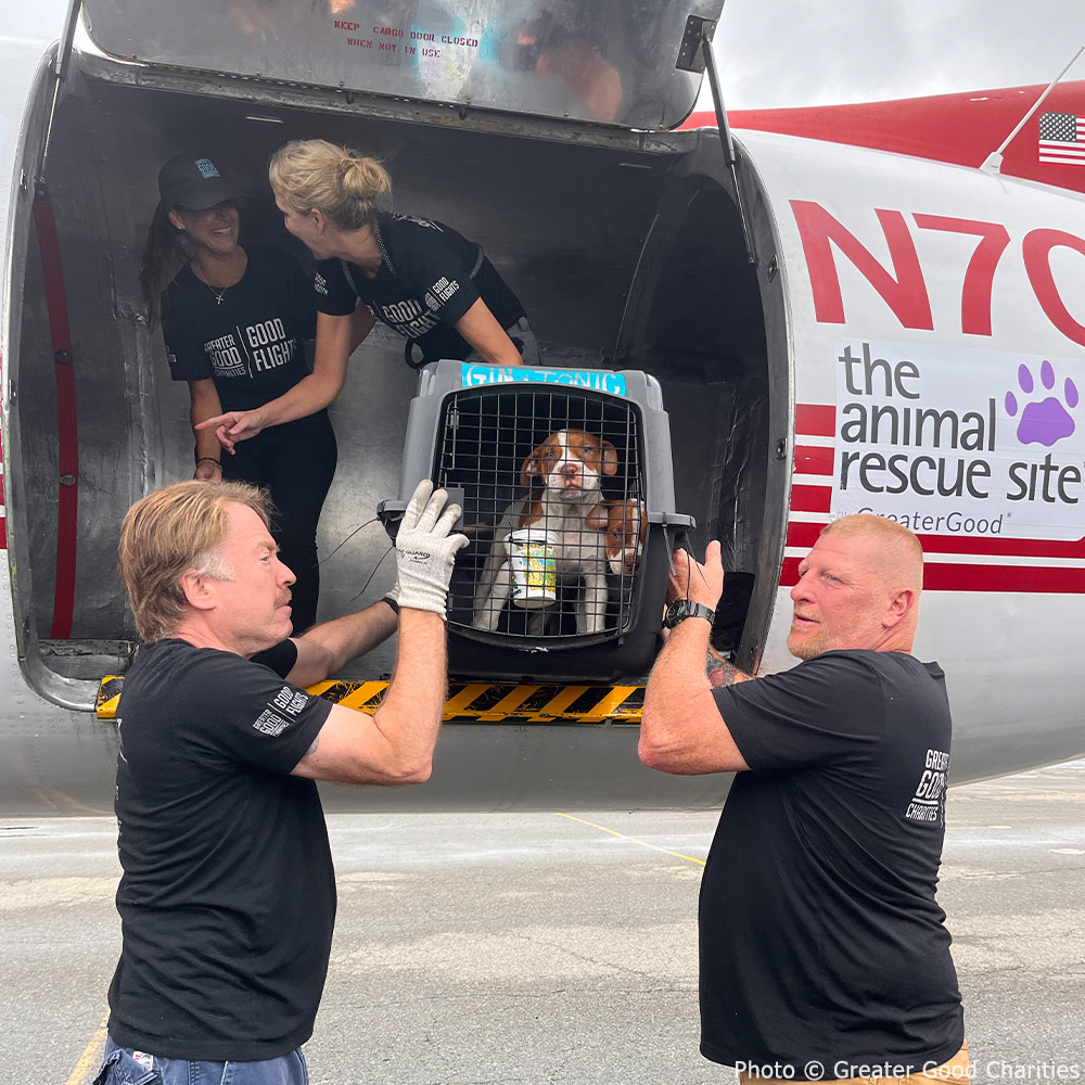 GreaterGoodorg's tweet photo. Put your paws up for wheels down on a special #15YearsofGGC flight! βοΈ Nearly 60 pups just landed in New Jersey after a long flight. Your support of #GoodFlights has given so many shelter pets the 2nd chances they deserve, & now these dogs will have that chance, too. πΆ https://t.co/l1ZtCIFQWp