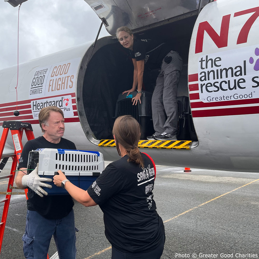GreaterGoodorg's tweet photo. Put your paws up for wheels down on a special #15YearsofGGC flight! βοΈ Nearly 60 pups just landed in New Jersey after a long flight. Your support of #GoodFlights has given so many shelter pets the 2nd chances they deserve, & now these dogs will have that chance, too. πΆ https://t.co/l1ZtCIFQWp