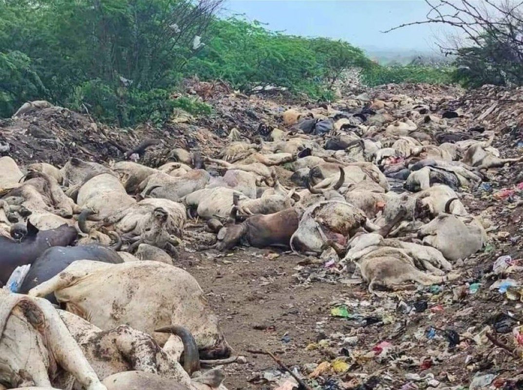 सबसे हाथ जोड़कर अपील हैं की #SaveCowSaveVillages पर तब तक ट्वीट-रीट्वीट करें
जब तक सरकारें लाखों गायों की मौत का कारण बन रही #लम्पी_को #राष्ट्रीय_महामारी घोषित नहीं कर दे
नौकरी,जरूरी चीजों के लिए हम रोज लड़ते है इस लड़ाई को भी अपना कर्तव्य मानकर लड़े और जीते #AshokGehlot #Modi