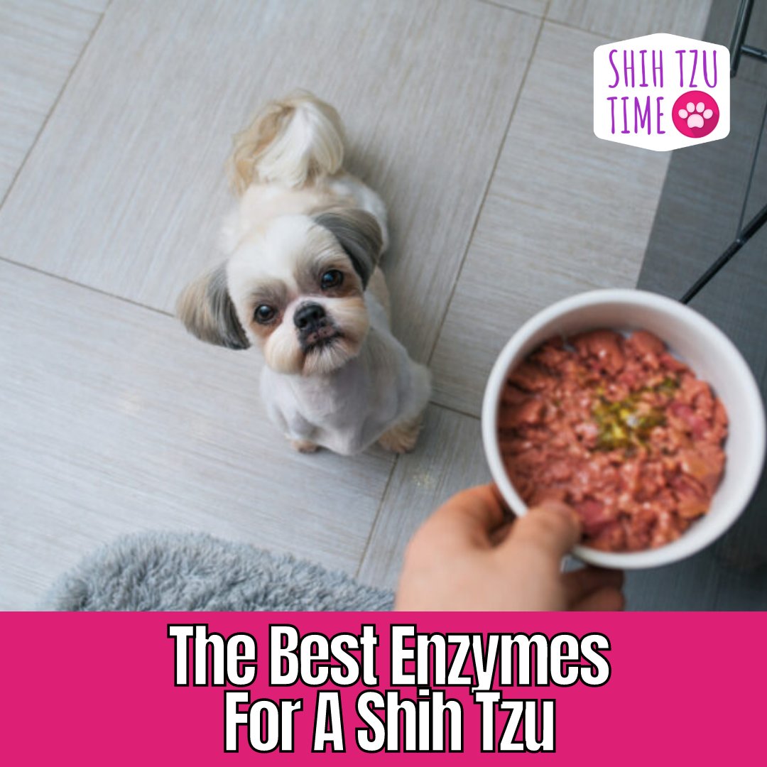 ShihTzuTime's tweet photo. Digestive enzymes are essential for the physical well-being of dogs. This absence was compensated by the digestive enzymes contained in raw meat, their diet of yesteryear. Read more: https://t.co/mVYi6f5cXi

#shihtzutime #shihtzufacts #shihtzutips #shihtzulove #shihtzuworld https://t.co/EvJ3ydd60e