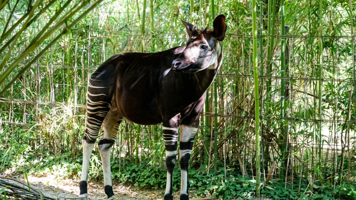 Okapi Conservation tweet media