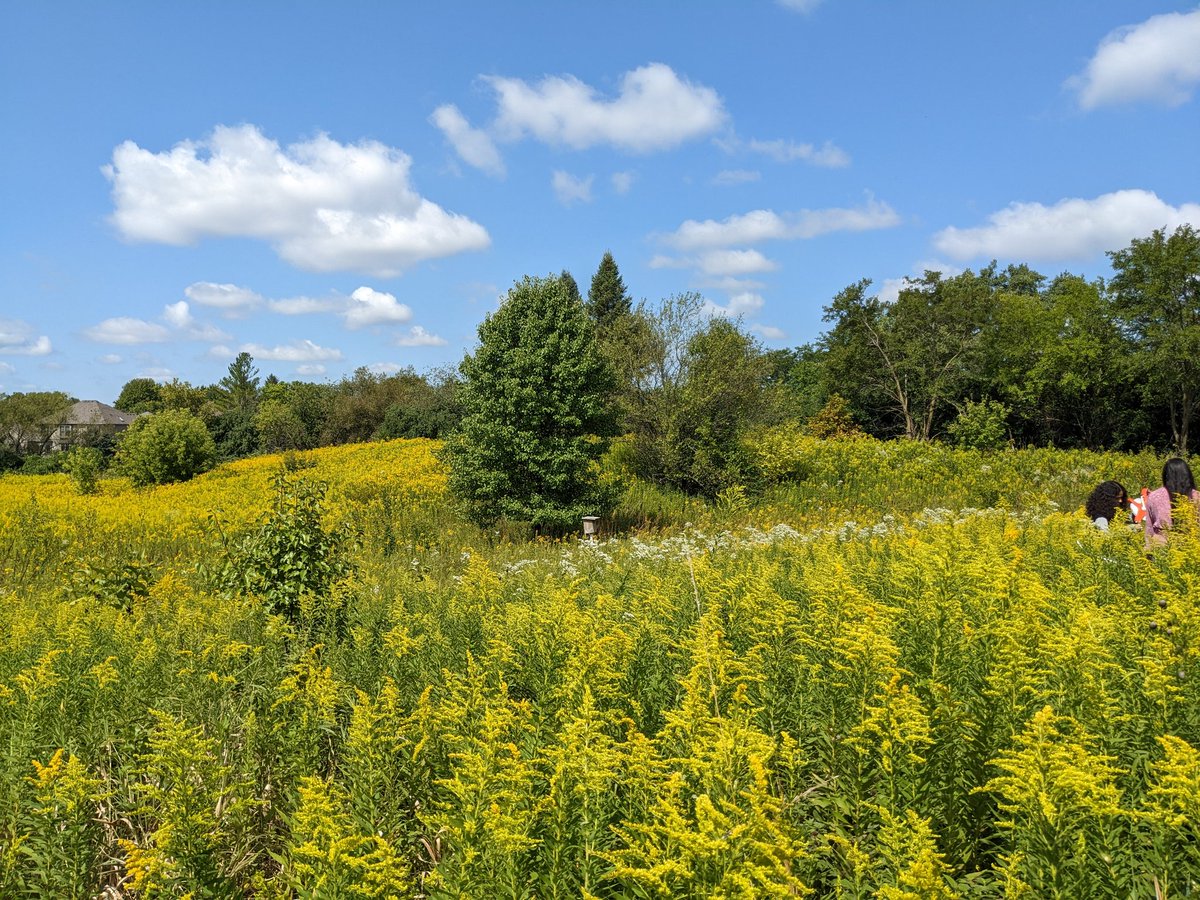WaubonsieGreen's tweet image. AP Enviro students using our #prairie #landlab for data collection today! Students have been reconstructing this native ecosystem annually since 2001. #BeWV @ipsd204 #GoWarriors