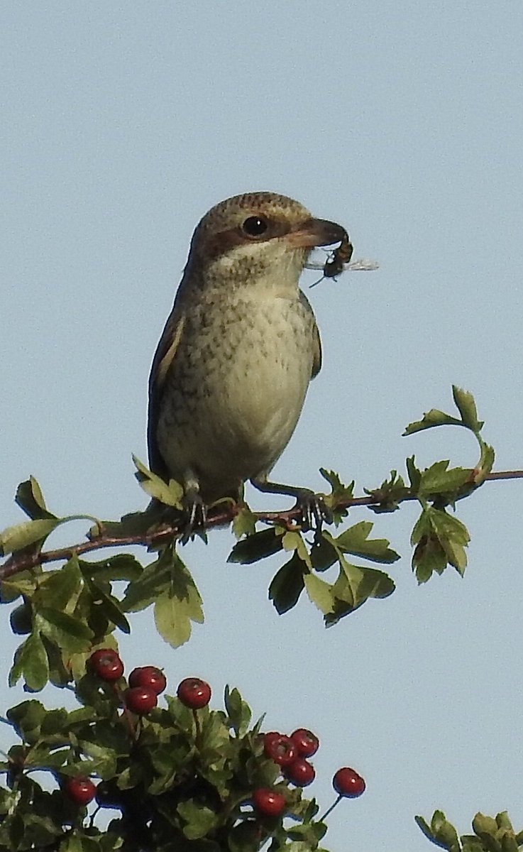 TonyGammage1's tweet photo. A few shots of the juvenile Red-backed Shrike seen at Filey Dams today #FBOG https://t.co/9FhAetm7ae