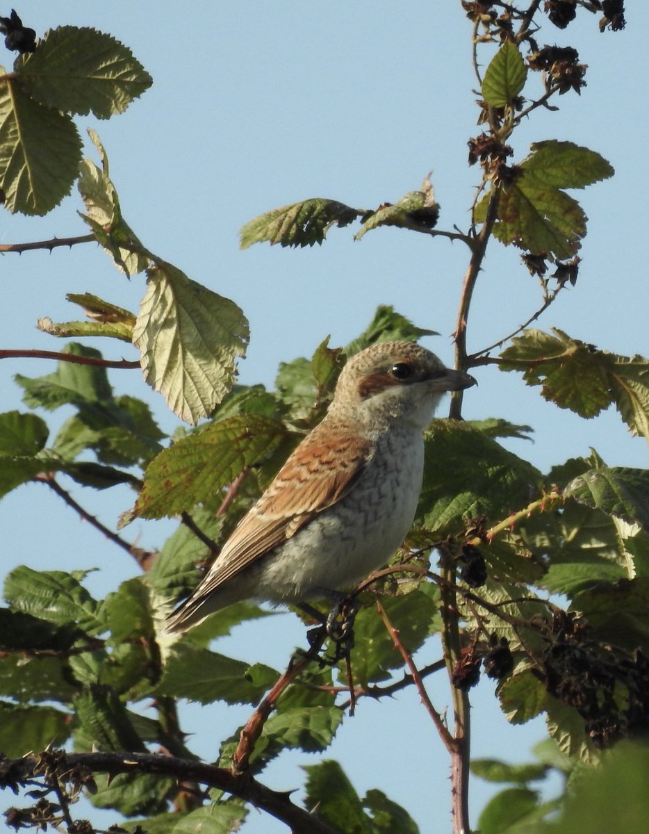 TonyGammage1's tweet photo. A few shots of the juvenile Red-backed Shrike seen at Filey Dams today #FBOG https://t.co/9FhAetm7ae