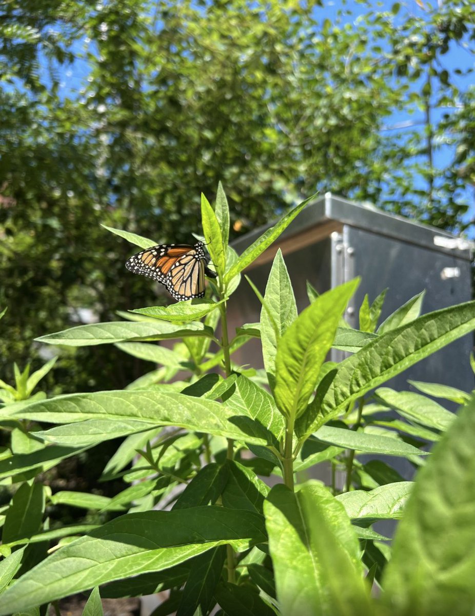 The monarch’s recent listing as endangered on the IUCN red list has led many to wonder what steps to take to help the monarch in their own yards. See our blog post for TPI’s advice to those looking to help monarchs and for a guide to noticing the different life stages of monarchs