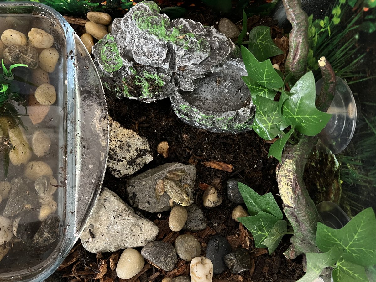 What happens when you officially become a frog? You get an upgraded environment to live in! Can you see Tad? #tadthefrog #bbtbinteractiveactivities #booksbythebushel