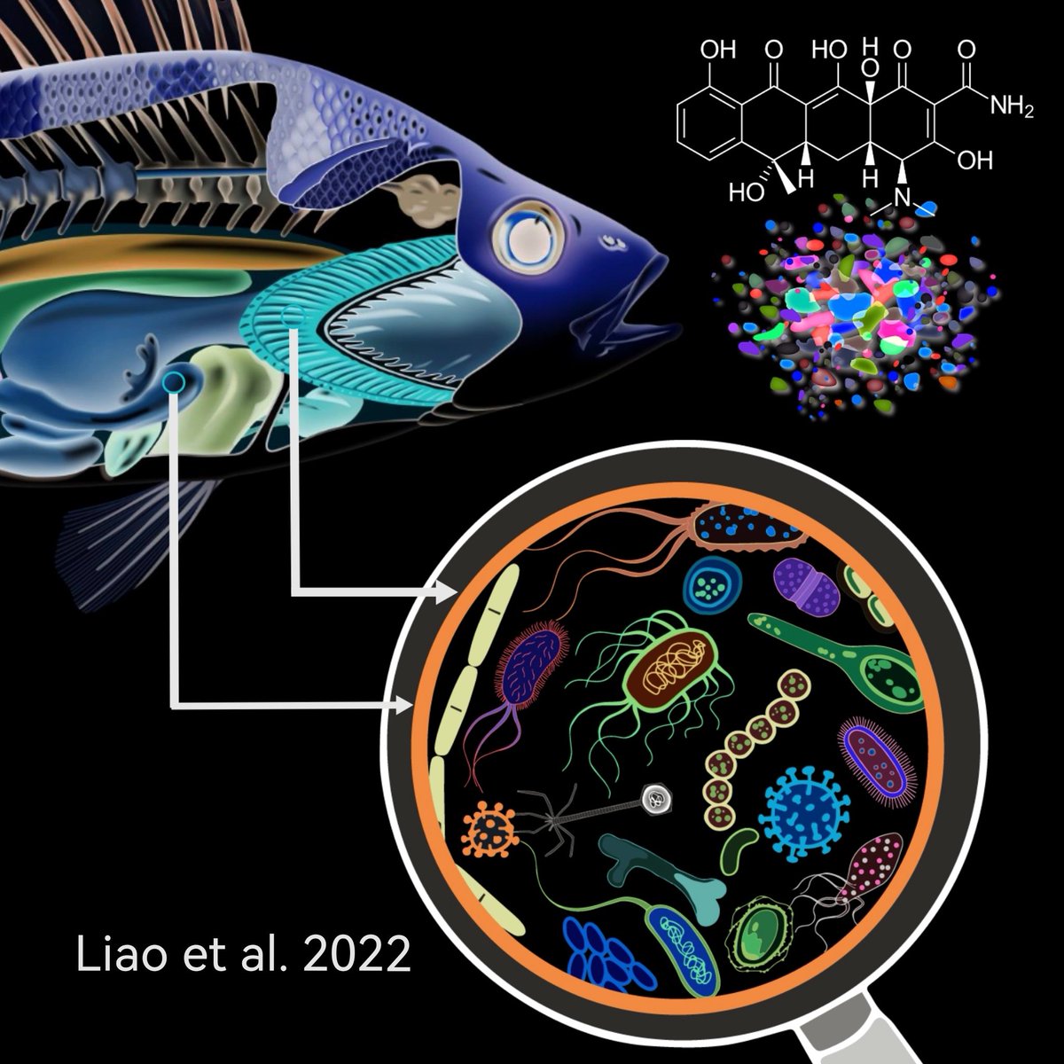 📣Just accepted paper📣
​Our new study reveals how microbiome changes in different organs exposed to #microplastics and drug. Gills or Guts? 🐟 🐟 🦠 
Stay tuned~
​Congrats to Liao and all💐🙌
