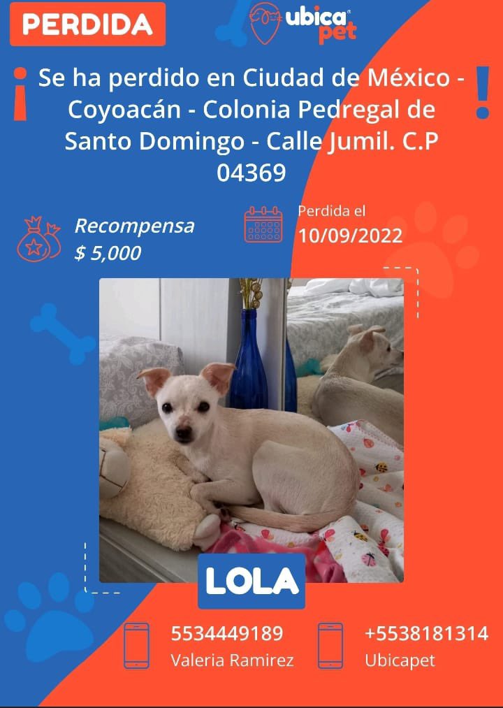 UbicapetMexico's tweet photo. 🟠 PERDIDA 🟠
👉 Más info: https://t.co/mTxVCYLpT0

P5238

▪️Lola
▪️Hembra 
▪️Chihuahua 
▪️Blanca
▪️CDMX 
▪️Coyoacán 
▪️Pedregal de Santo Domingo https://t.co/Rq4XlayfAR