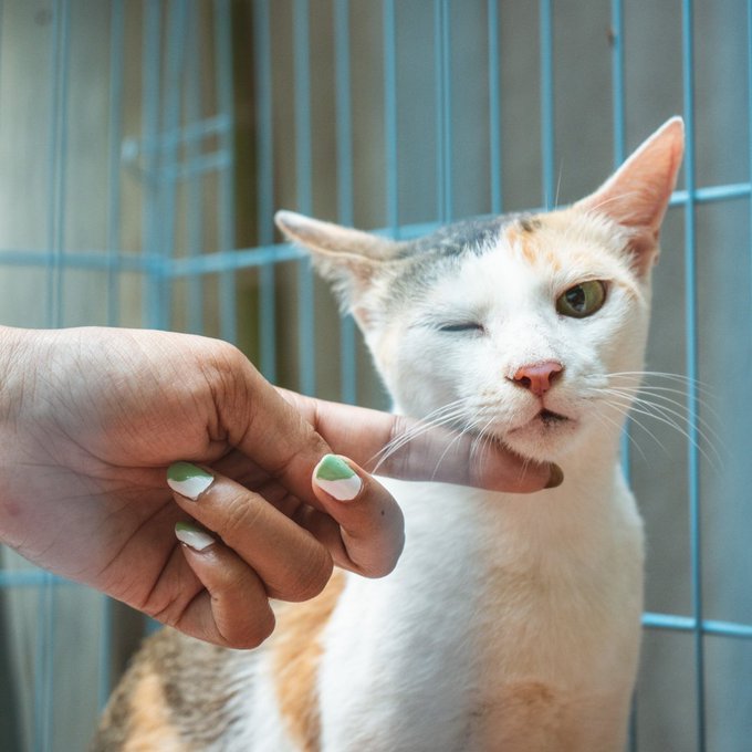 advertibles's tweet photo. #cats #askance #humorous https://t.co/KBRUwevWwy