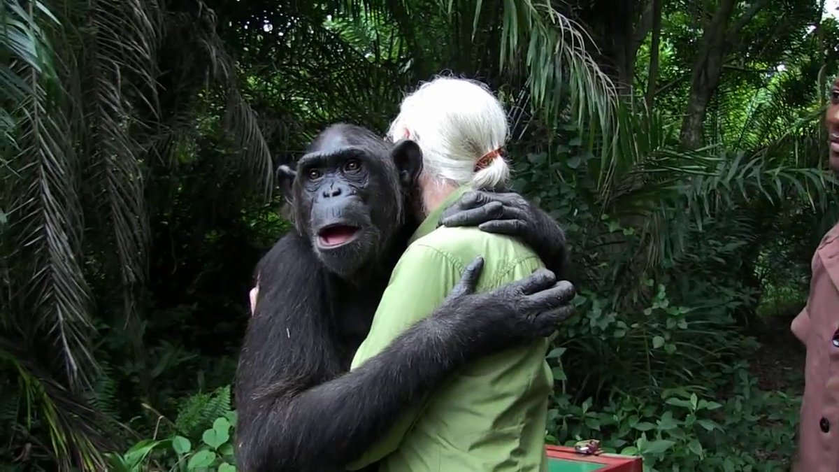 ActiventuresMI's tweet photo. Activentures Africa Safaris offers respect, dedication, integrity, and a commitment to exceeding the expectations of our customers. Visit our website to learn more about our company! #TravelAgent #ChimpTrackingTour #AfricaToursCost https://t.co/HQEstxSzkK https://t.co/Mah79bAUgJ