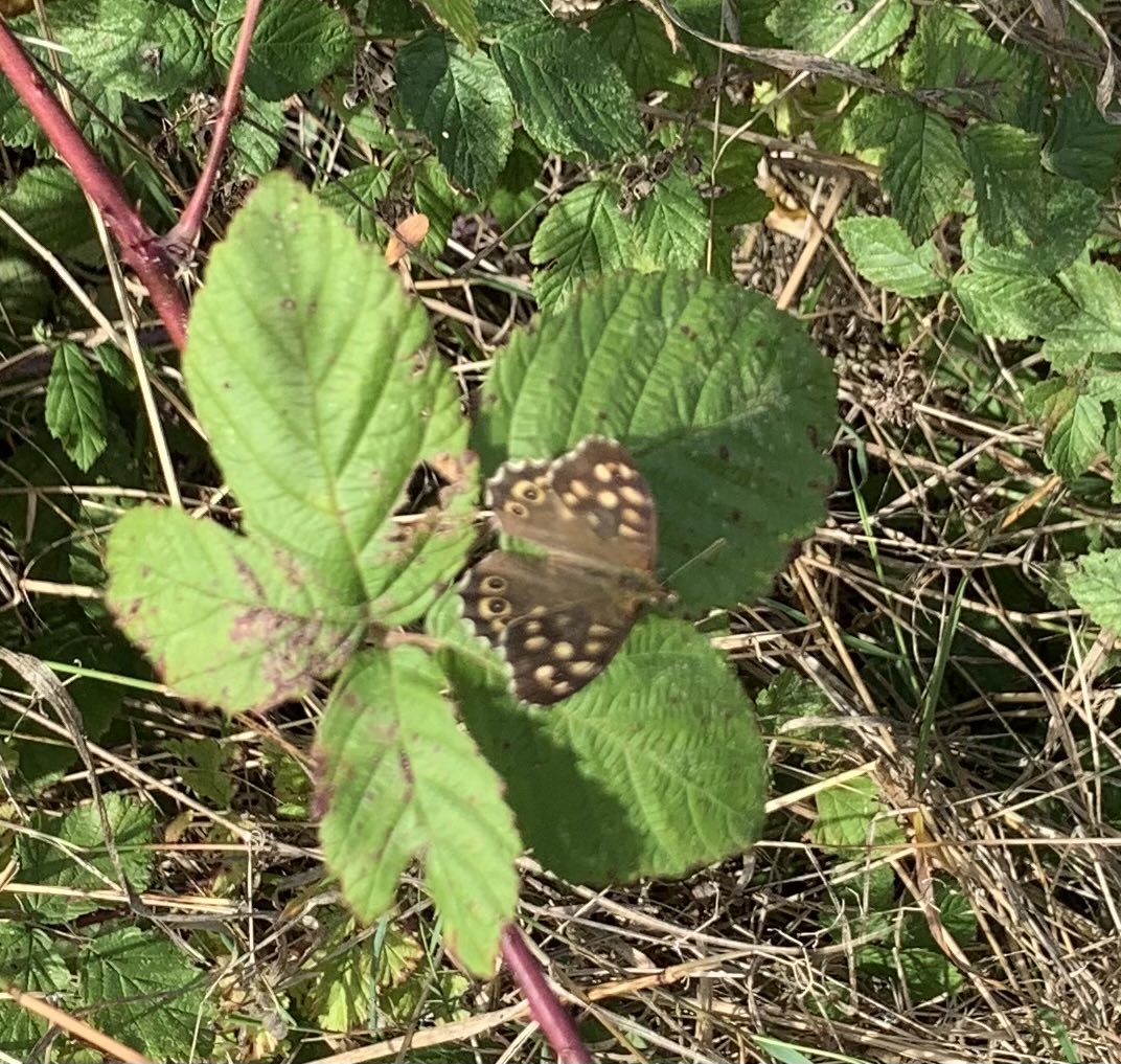 More butterflies then bumblebees on my ⁦@Natures_Voice⁩ Worth ⁦@BumblebeeTrust⁩ beewalk yesterday ⁦@BCKentBranch⁩ Large White Wall & Speckled Wood