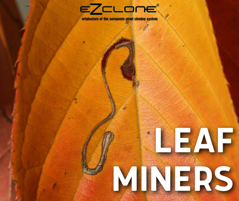 ezclone's tweet photo. To take care of your leaf miners problem, you should install yellow sticky traps near the infected plant. That way, you’ll capture adults, remove and discard infected leaves, smash the miner with your fingers, or just use predatory wasps to take care of the problem. https://t.co/3dwvhVi0kZ