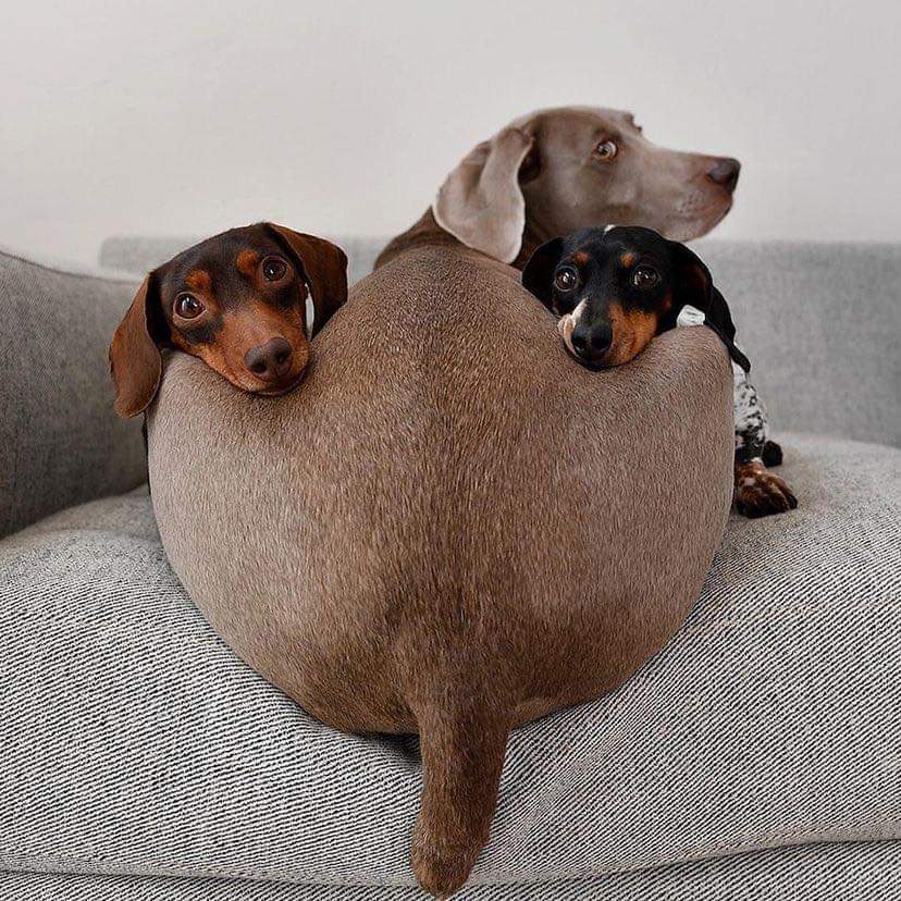 daschundlovers2's tweet photo. #Dachshund #Dachshunds https://t.co/UrDhE2PxnR