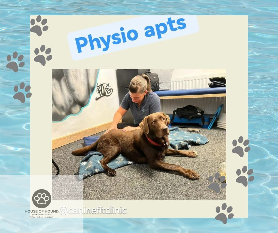 hh_hydro's tweet photo. 🐶Need an appointment? Just get in touch🐶 https://t.co/StuWJChZUC