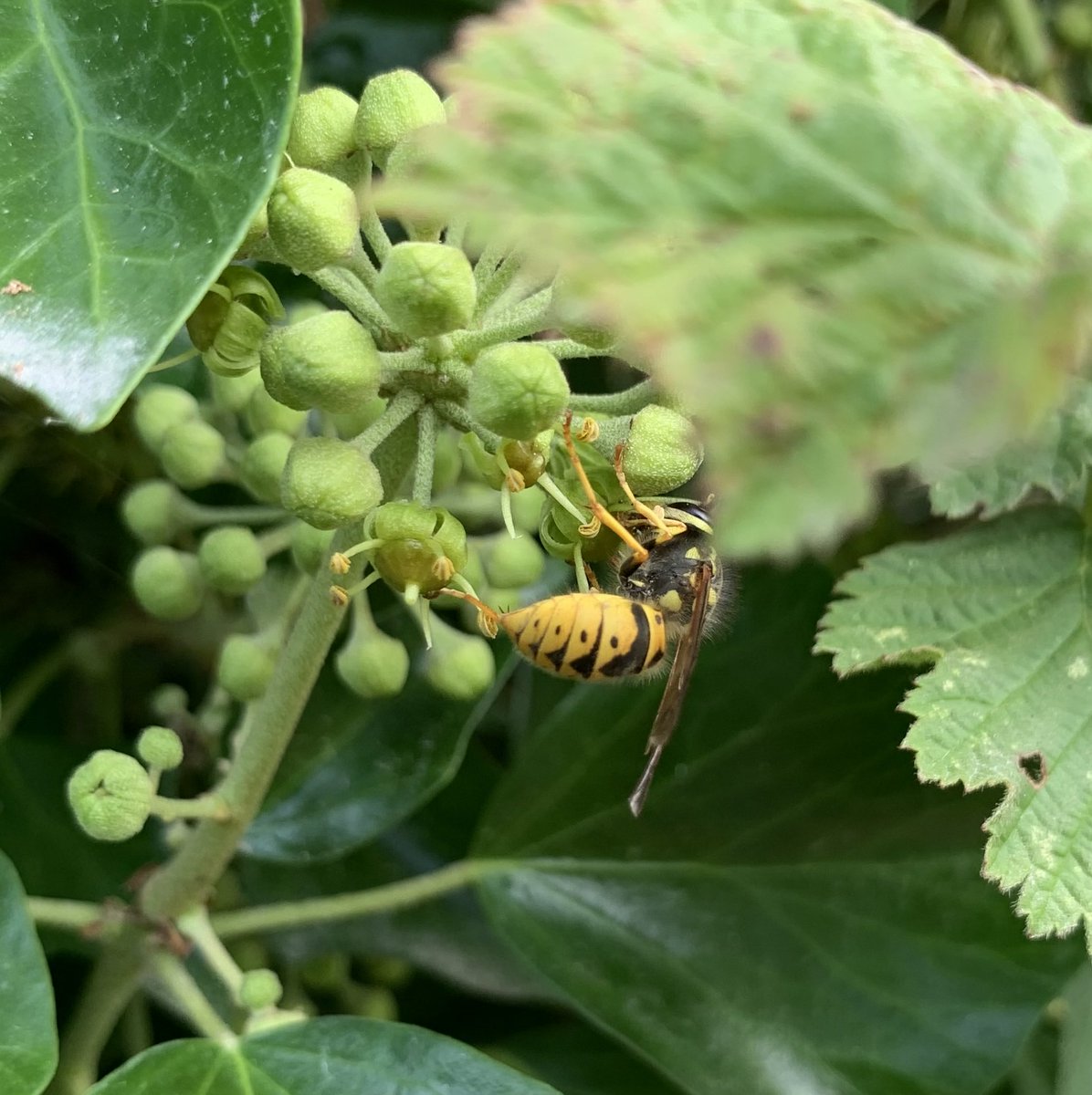 Ivy bees and Wasps were plentiful sharing the Ivy flowers ⁦@Natures_Voice⁩ Worth yesterday. Enjoying the late sunshine on my ⁦@BumblebeeTrust⁩ beewalk