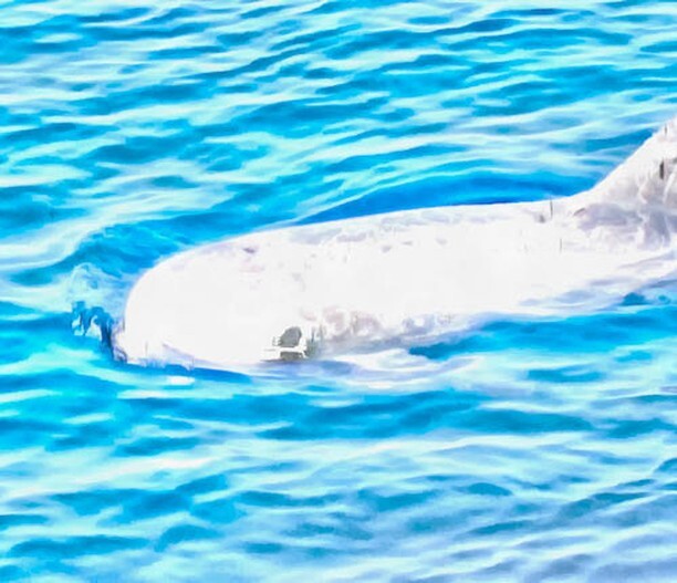 Photo4Stock's tweet photo. A dolphin on the surface of the water, in the Red Sea. This was off the coast of Egypt, and seeing a pod of dolphins on the surface was so fascinating. We watched and watched until they finally left. #art #dolphin #Dolphins 
Buy a print of this image of … https://t.co/hBV68POwyf https://t.co/dcwynIlwuM