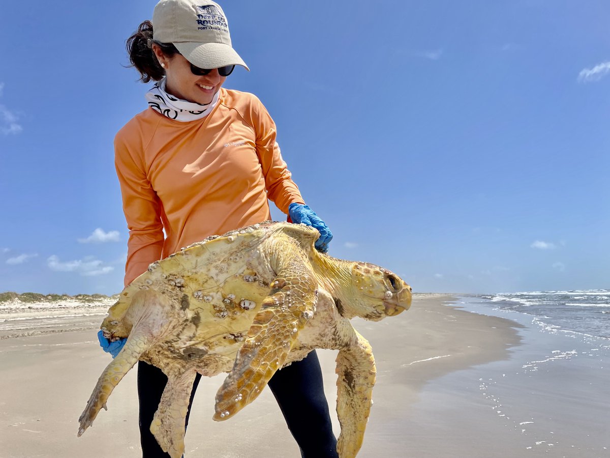 Come work with us at the Amos Rehabilitation Keep - ARK at UT Marine Science Institute! We are hiring two positions:

ARK Staff Supervisor - utaustin.wd1.myworkdayjobs.com/UTstaff/job/MA… 

ARK Animal Attendant III - utaustin.wd1.myworkdayjobs.com/en-US/UTstaff/…