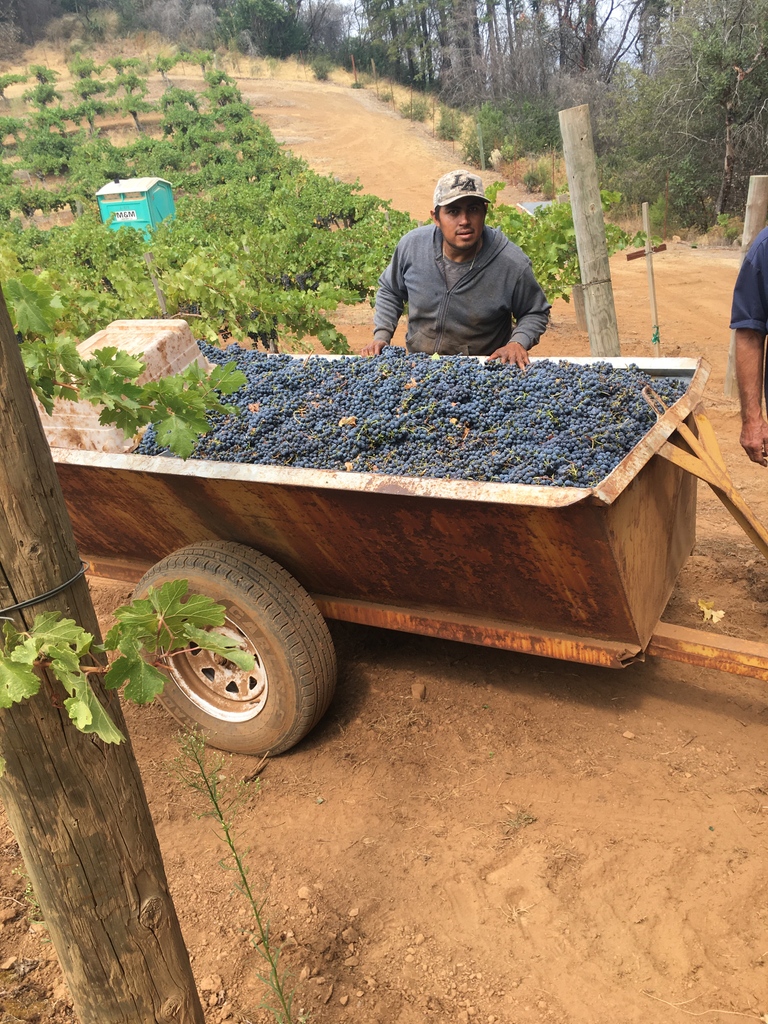 WinerySmith's tweet photo. All handpicked by our incredible crew, the 2022 Cabernet Sauvignon is in the proverbial bag!
#napa #sthelena #napaharvest #harvest2022 #mountaincab #cabernet #napawine #wine https://t.co/viJ5Kkg8Lx