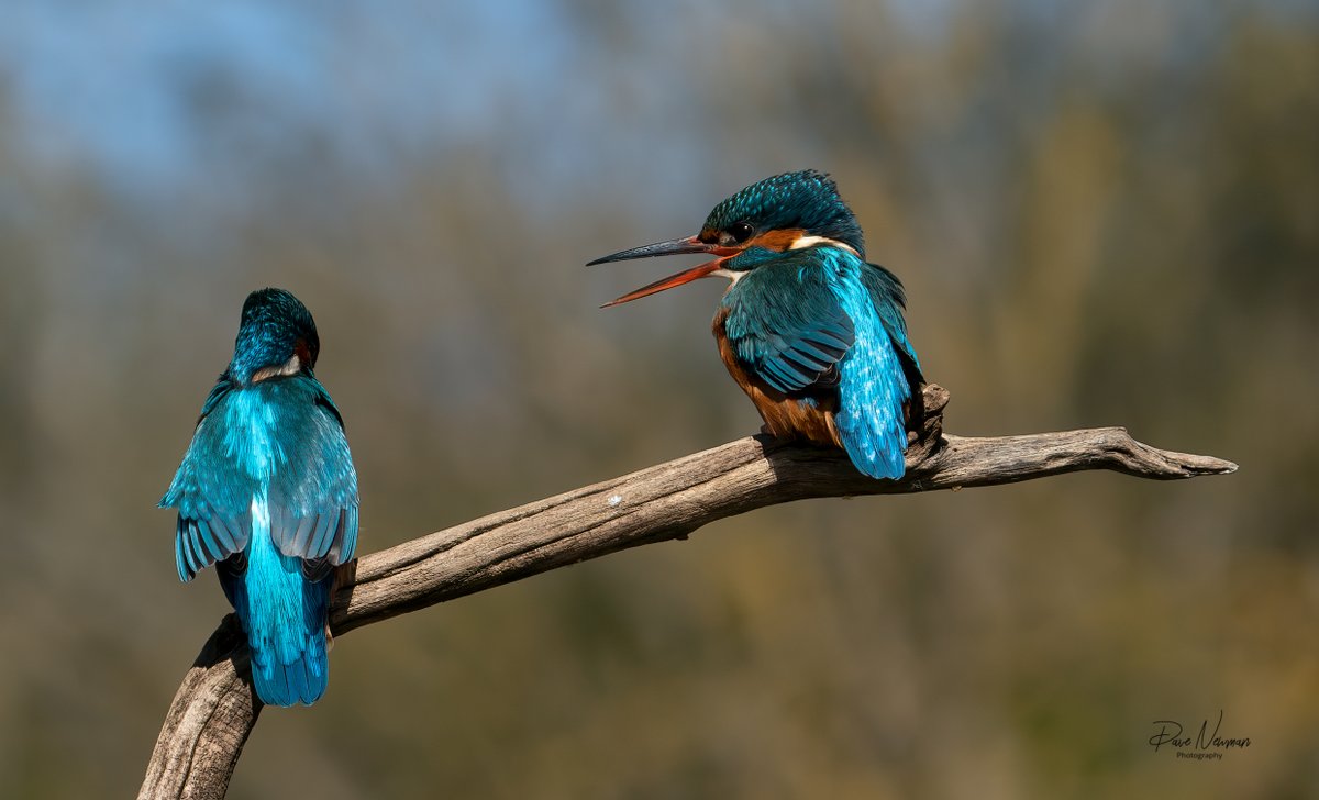 DaveSpherical's tweet photo. Poor bloke getting a right ear full from the female.... He looks innocent to me 😉🤣❤️
#TwitterNatureCommunity #kingfisher #female #male #birds #bird #SonyAlpha #attitudegirl #mouth #tellingoff #wildlife #nature https://t.co/ymwFUmWioS