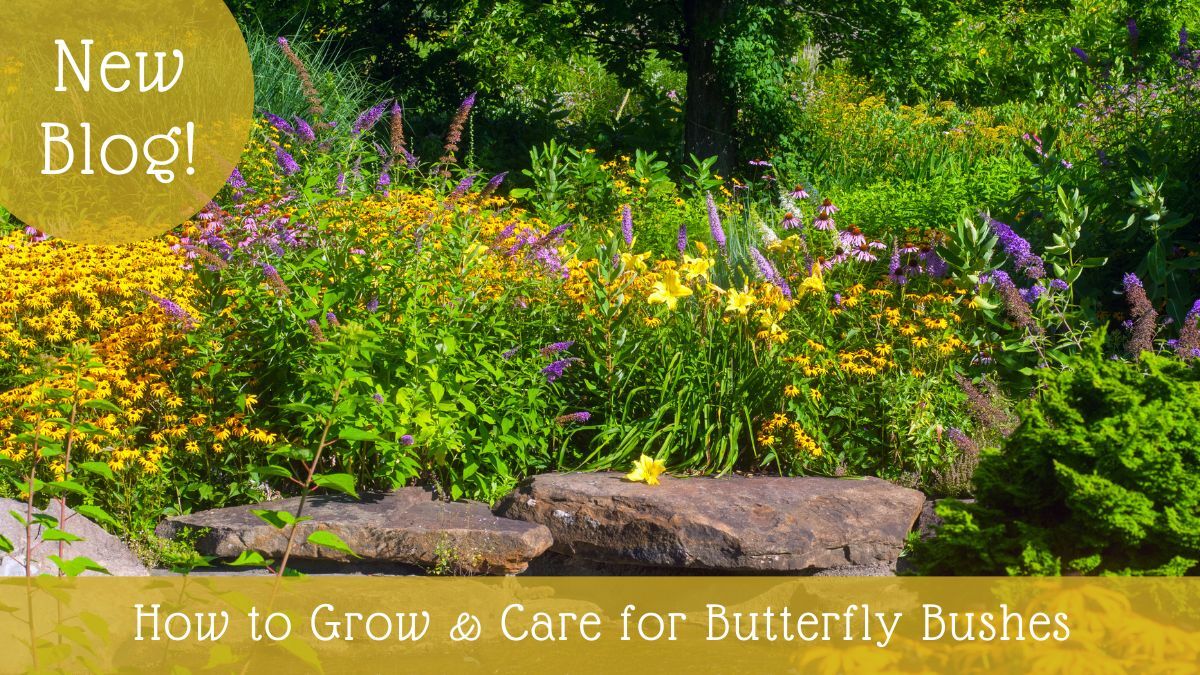 naturehills's tweet photo. No matter the variety, I think we can agree that Butterfly Bushes are all marvelous!

Read today's blog to learn how to grow and care for them!

https://t.co/8r7qpUrpFE https://t.co/MVS5WD7FAV