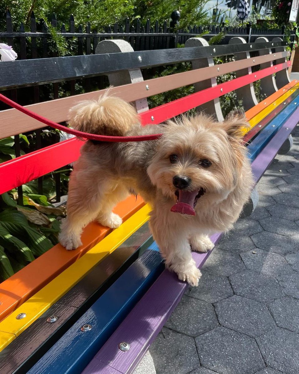panqi92597447's tweet photo. It seems that in the future to you to lose weight, did not walk for a long time you are tired like this #rainbowbaby . #puppyface #yorkieboy #cuteboy #pomsky #pommix #pet #yorkie #yorkiepom #yorkiepuppy #yorkiepoo #yorkipom #yoranian #pomeranian #pommix #yorkshire #yorkiemix https://t.co/ADeNn74fSg