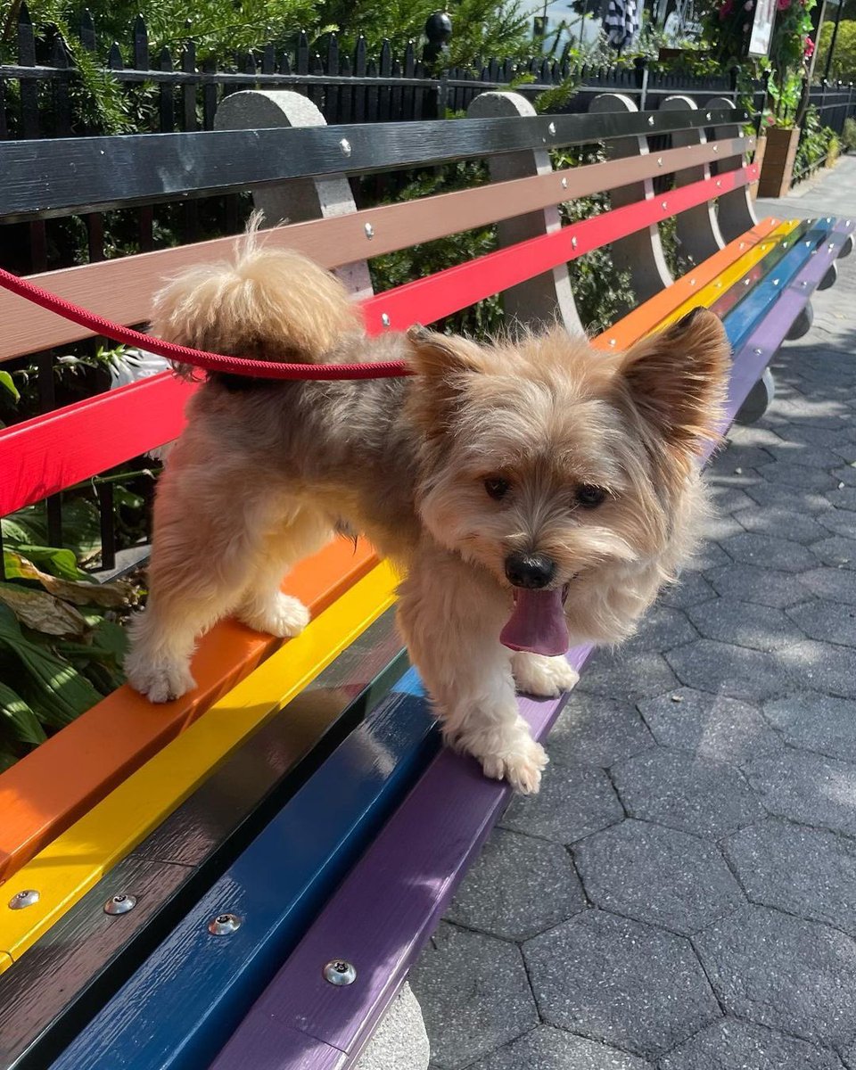 panqi92597447's tweet photo. It seems that in the future to you to lose weight, did not walk for a long time you are tired like this #rainbowbaby . #puppyface #yorkieboy #cuteboy #pomsky #pommix #pet #yorkie #yorkiepom #yorkiepuppy #yorkiepoo #yorkipom #yoranian #pomeranian #pommix #yorkshire #yorkiemix https://t.co/ADeNn74fSg