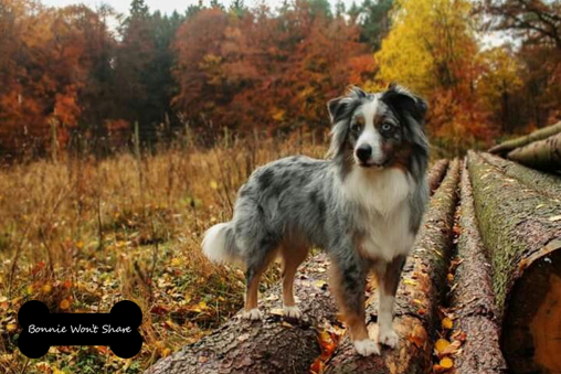 won_share's tweet photo. #dogsoffacebook #tasty #dogsoflinkedin #dogs #dogsofinstagram #bonniewontshare #dogsoffacebookofinstagram #Puppies #doglovers #tastytuesday #australianshepherd #australianshepherdlove #australianshepherdsrule https://t.co/707pYGUVuY
