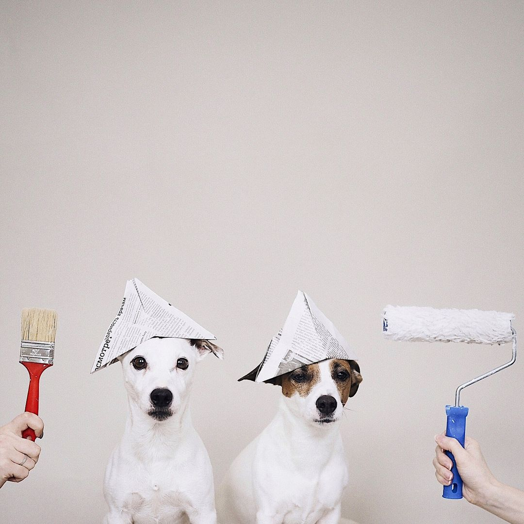 Professional painters or professional models? Either way these two look like the right dogs for the job. 

#ToKnowThemIsToLoveThem #DoggoOnTheJobbo
@jenikrauze
