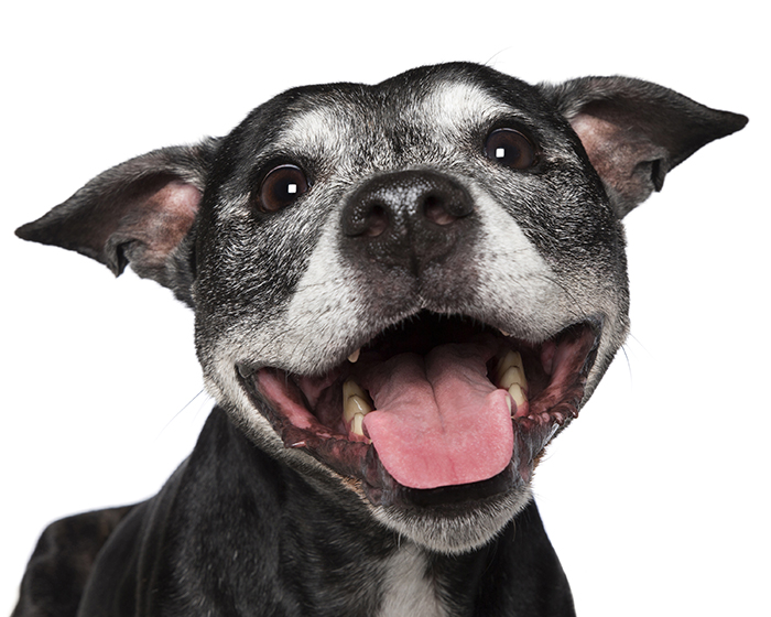 VDFINFO's tweet photo. Have you ever wondered, "Do dogs have taste buds?" The short answer is, yes they do! Dr. Mary Buelow explains the difference between dog taste buds and human taste buds on her Instagram post: https://t.co/ieIUZfaRZR https://t.co/GKqtdTlzFp