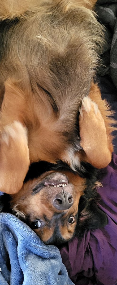 libramom1954's tweet photo. Good boy https://t.co/1xt7GqXKgE