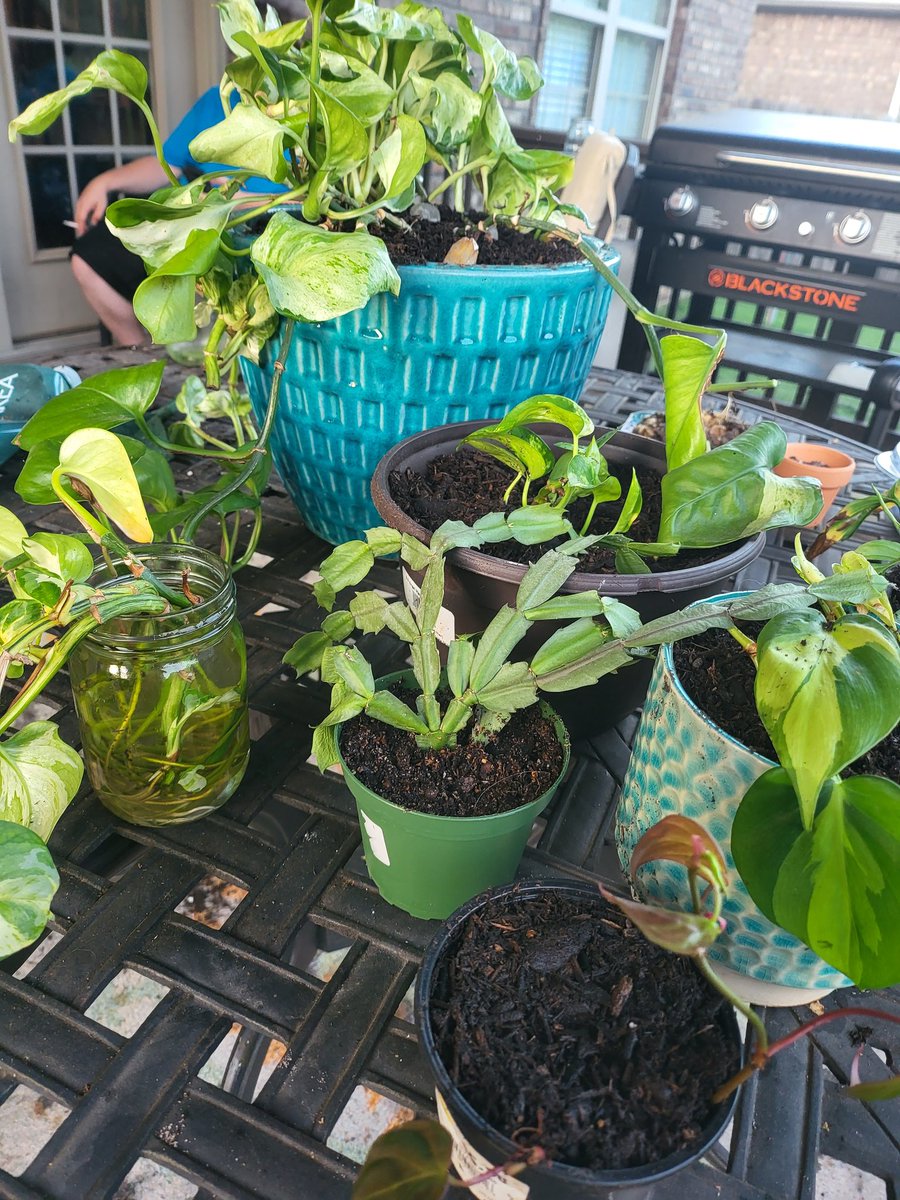 libramom1954's tweet photo. Plant babies https://t.co/GTzfp1k0EU