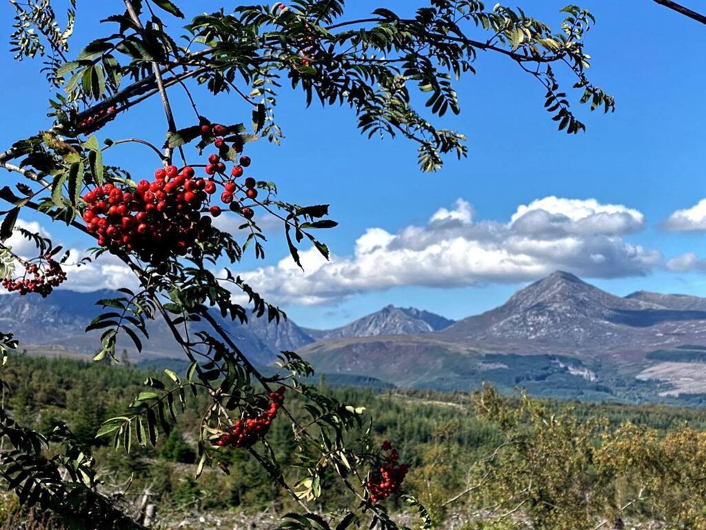 rgsimey's tweet photo. Rowan berries with the Arran mountains. Rowan trees were once widely planted around Arran and Scotland as protection from bad luck, and the berries provide food for birds in autumn. They are also edible to humans, and though very sour are a rich source o… https://t.co/nNUELsdXsT https://t.co/znG93q9kJ1