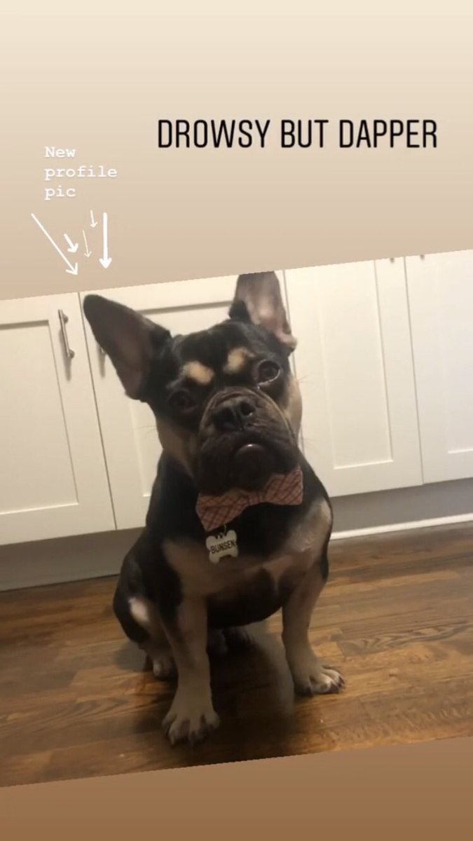 bumblez_bee's tweet photo. @dog_rates Bow Tie Nation ~ unite! 👔🎀 https://t.co/hKBcUg2ftW
