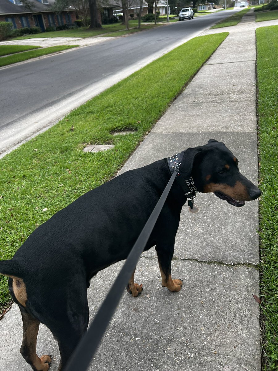 Out walking in this slightly cooler weather today. #doberman #DogsofTwittter #TuesdayMotivaton #tuesdayvibe ❤️🐾🐕‍🦺❤️🐾🐕‍🦺❤️