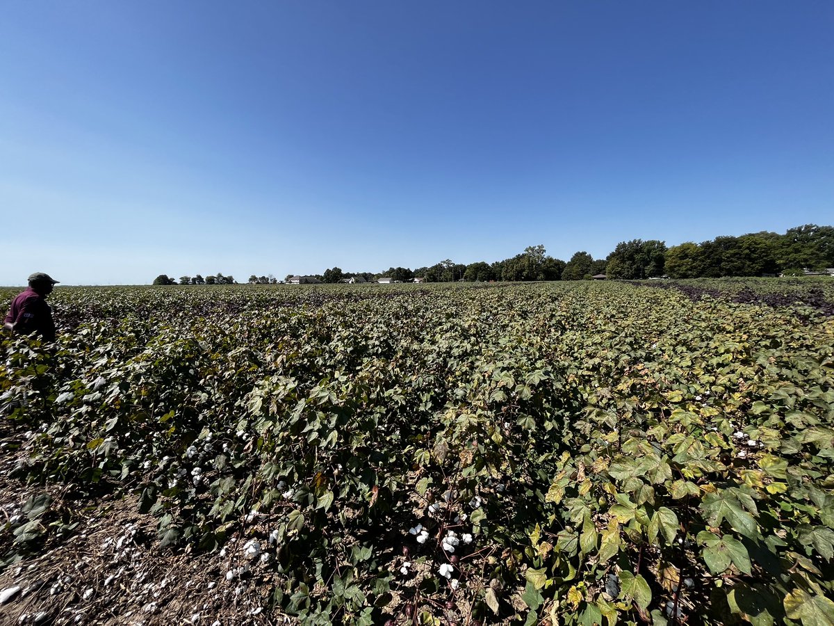 Scouting cotton fields on a cotton tour where Breeders talk about the different varieties, yield, etc and virologists, well, just look for CLRDV symptoms
