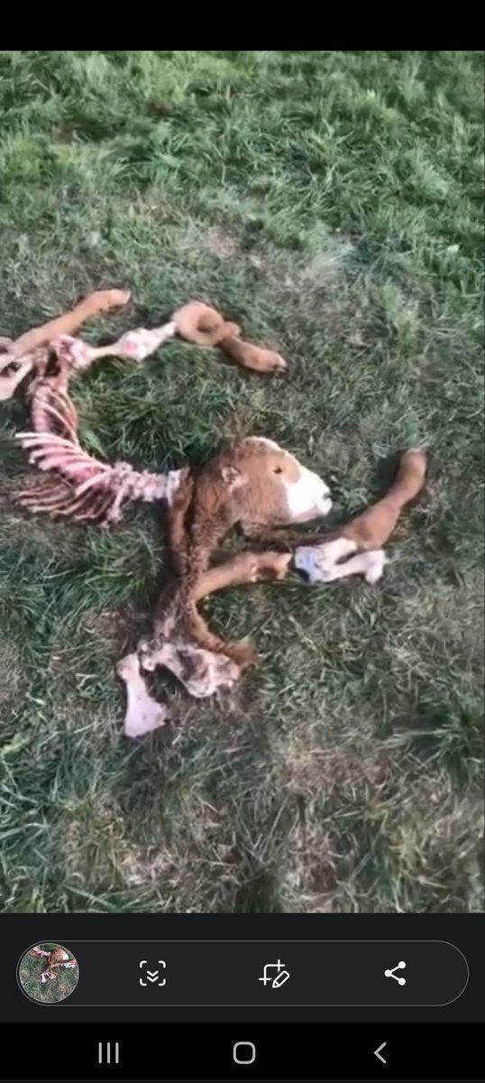 R_Hugon_43's tweet photo. La présence d'une meute de #loups est confirmée limite #HauteLoire #Lozère. Une catastrophe pour élevage locale. Les attaques se multiplient sous le silence des autorités. Après les brebis... les veaux ! Soutien aux éleveurs ❤ #Auvergne https://t.co/1h1lysn4RW