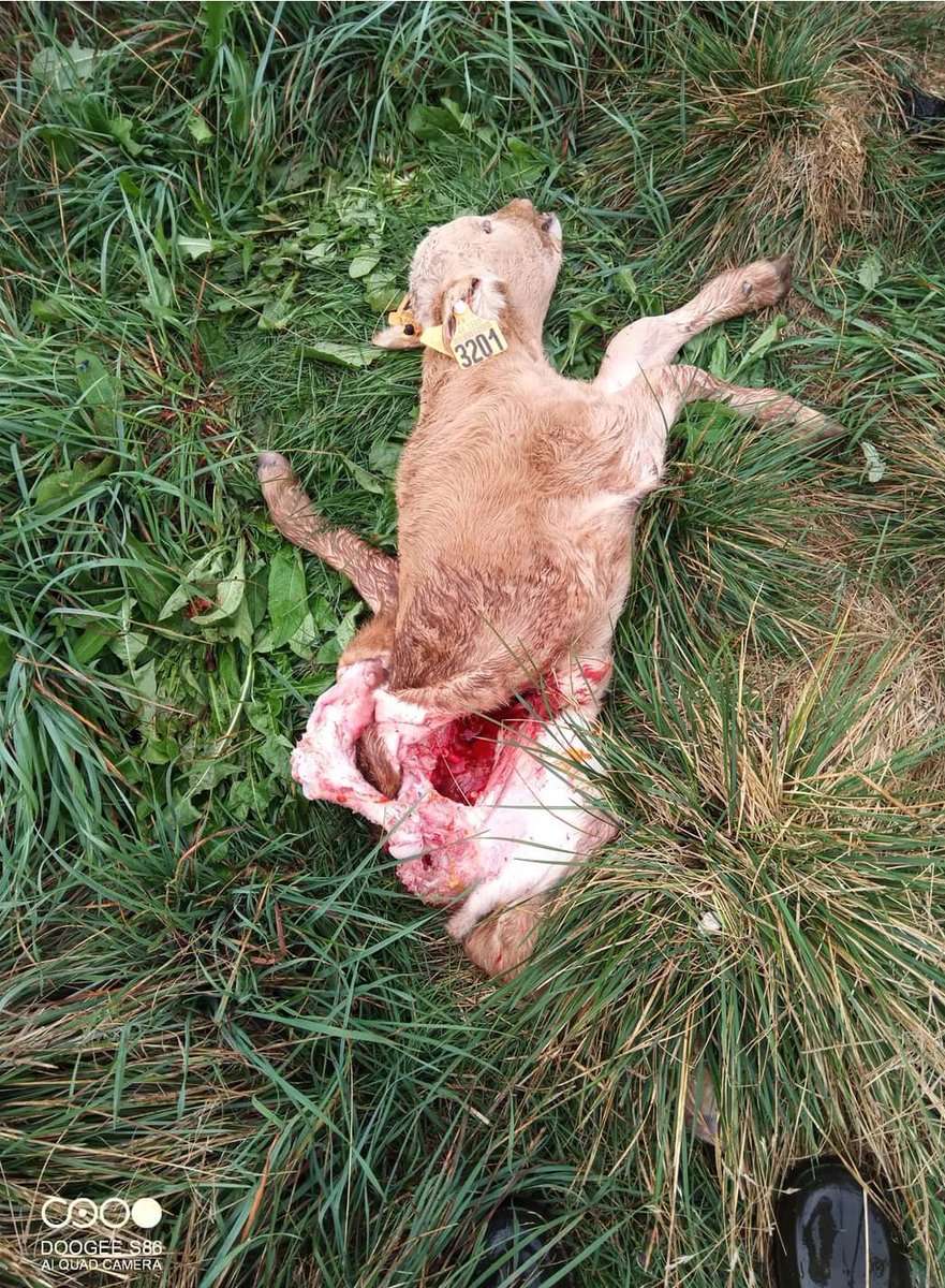 R_Hugon_43's tweet photo. La présence d'une meute de #loups est confirmée limite #HauteLoire #Lozère. Une catastrophe pour élevage locale. Les attaques se multiplient sous le silence des autorités. Après les brebis... les veaux ! Soutien aux éleveurs ❤ #Auvergne https://t.co/1h1lysn4RW