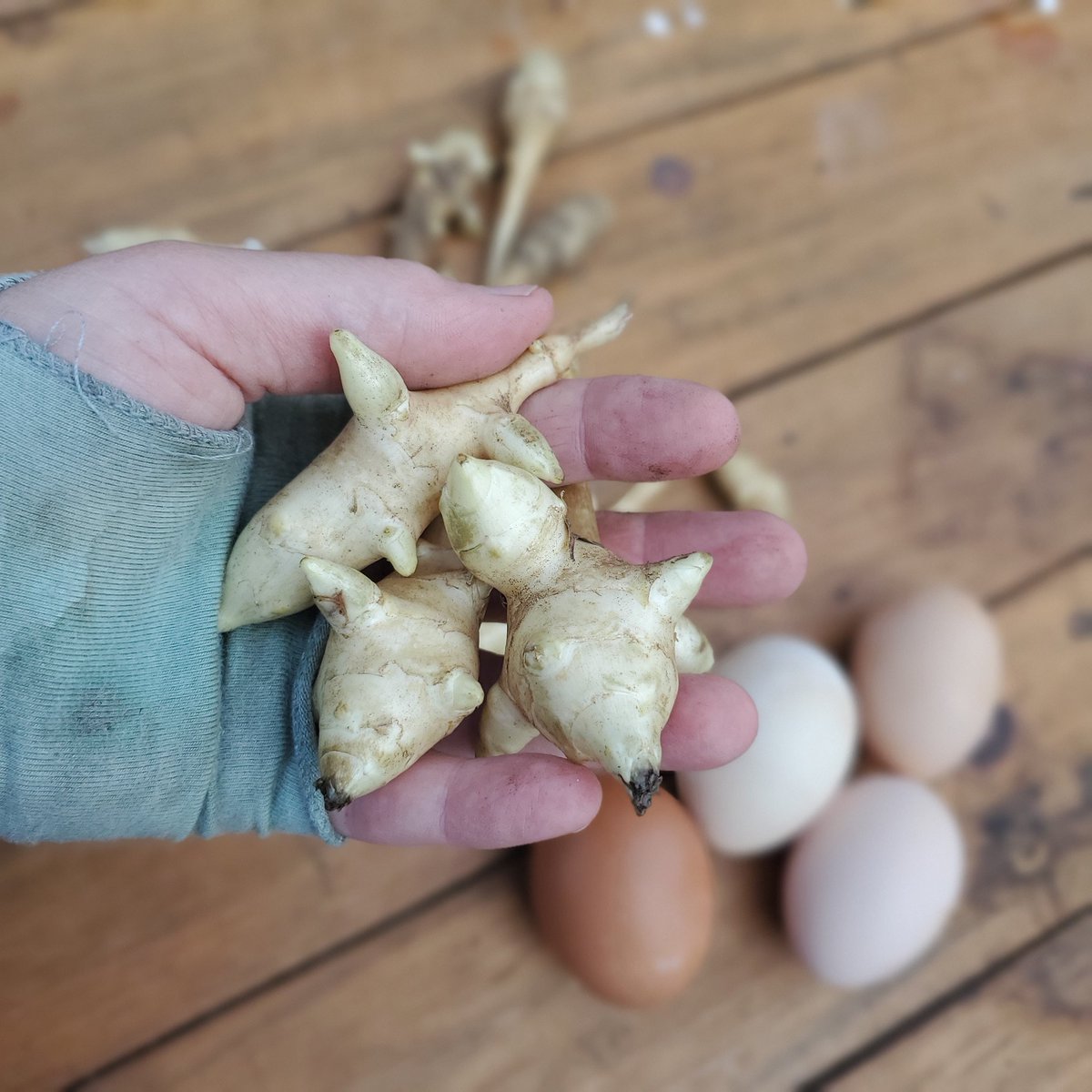 FeatheredFig's tweet photo. Jerusalem Artichokes or commonly known as sun chokes.  What a wonderful produce to grow, share &amp; enjoy.  Much like a potato yet too many can cause a sour tummy.  Recipes gallore on Pinterest. Easy to grow &amp; it keeps on giving year after year ❤️ https://t.co/DGKfsDUYAx